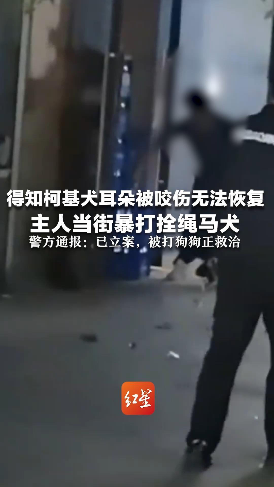 得知柯基犬耳朵被咬伤无法恢复   主人当街暴打拴绳马犬  路人大喊不要打了！警方通报：已立案，被打狗狗正救治