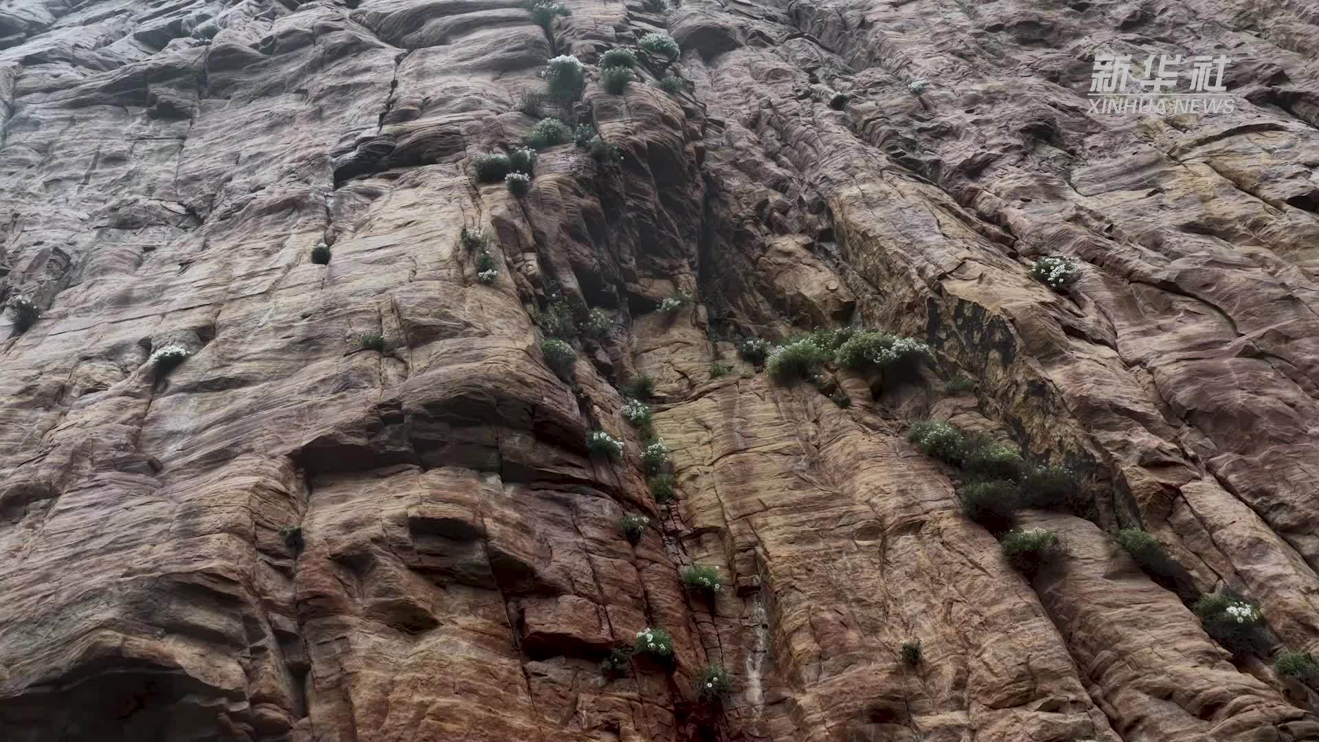 崖壁奇花太行菊 秋日绝美绽放