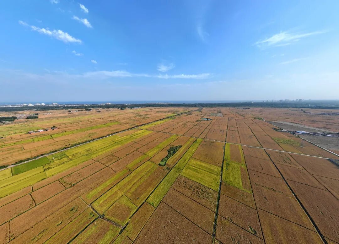 图为北戴河新区留守营管理处的万亩水稻田