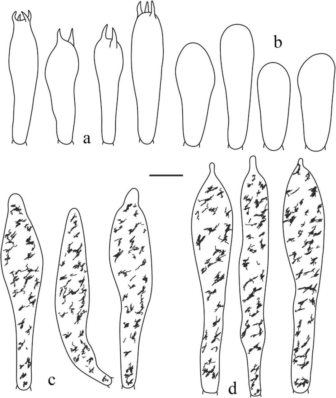 盘状红菇：a.担子；b.幼担子；c.菌褶侧生子实层囊状体；d.菌褶缘生子实层囊状体（摄影：张林平）