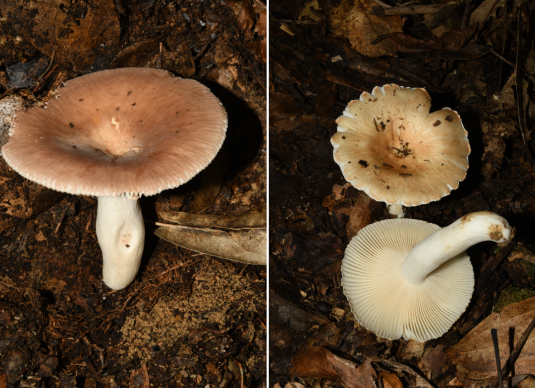 拟肉桂色红菇（左）盘状红菇（右）（摄影：张林平）