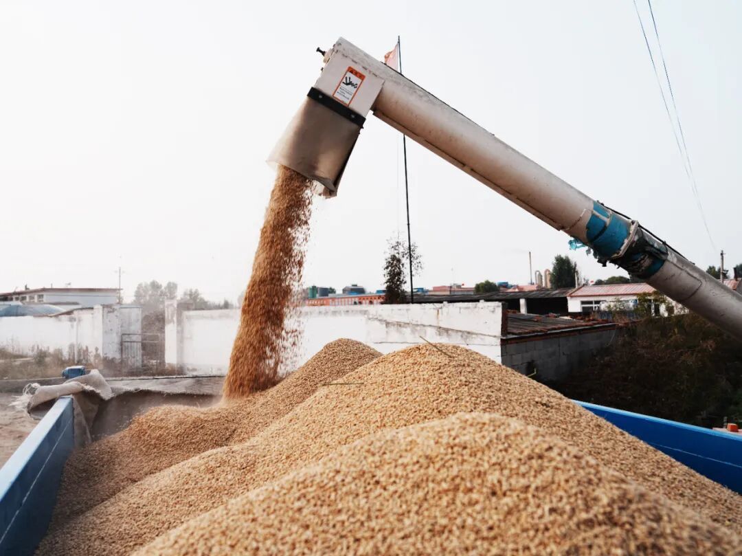 图为稻谷从收割机中分离出来