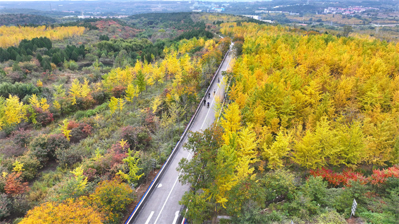 10月21日，游客在沙河市栾卸村的银杏风景区骑行赏景。
