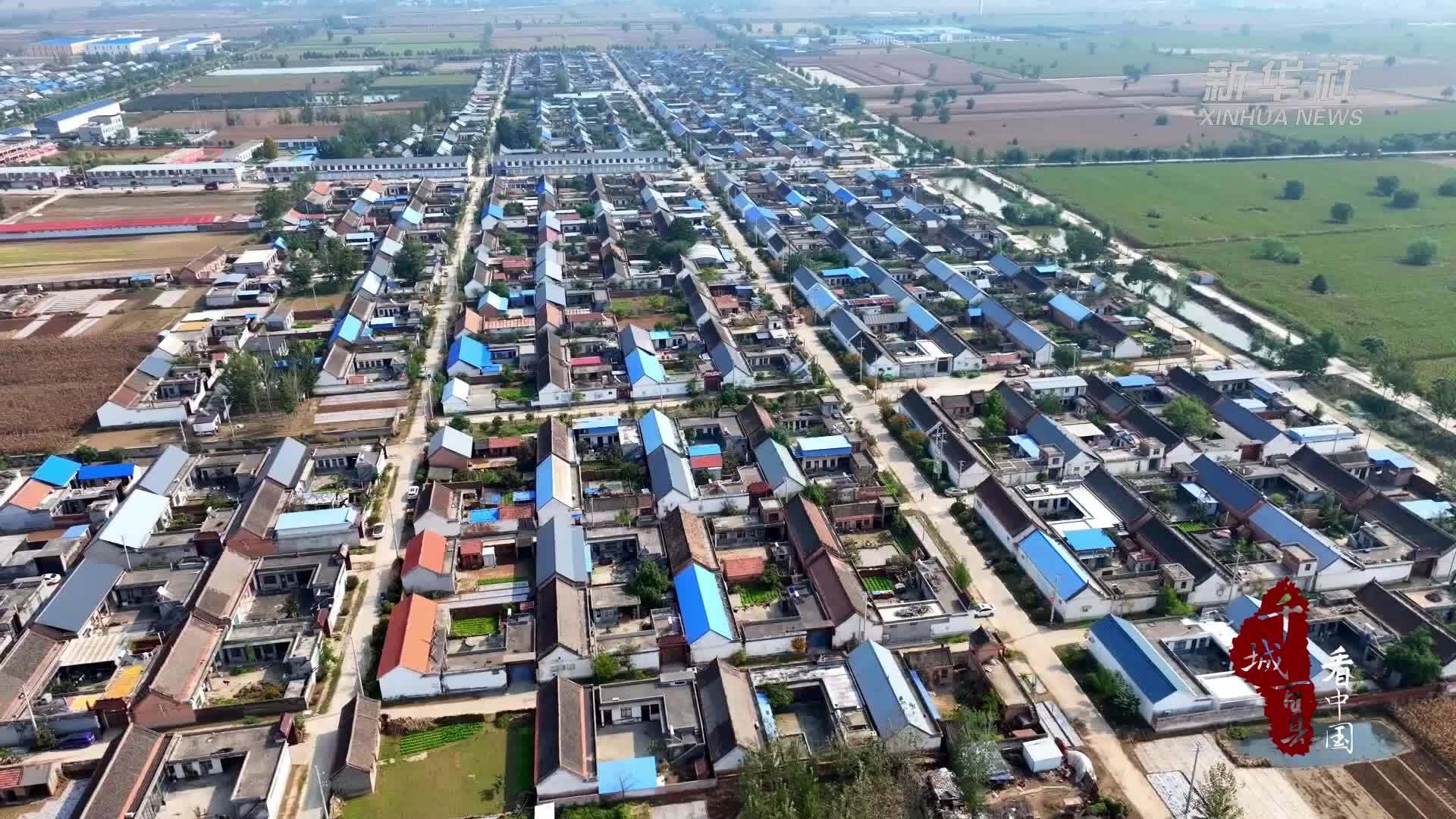 千城百县看中国｜山东定陶：庭院处处柿丰收