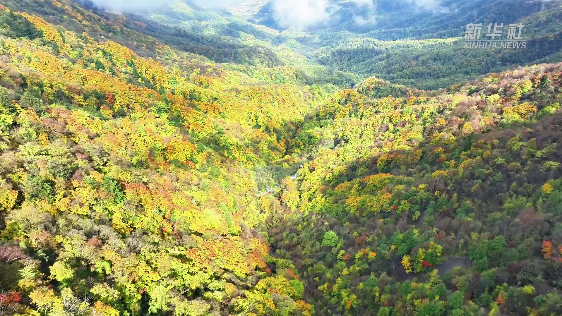 湖北神农架：层林尽染 多彩秋色扮靓“华中屋脊”