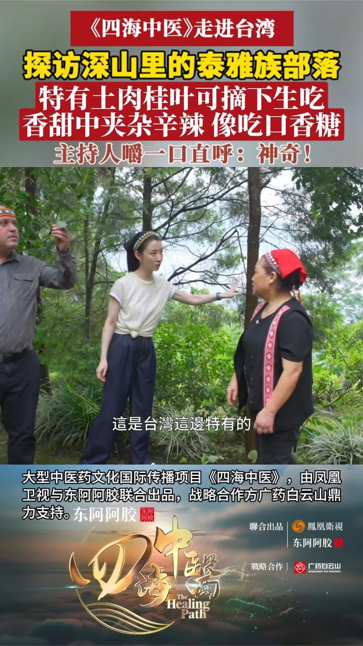 探访深山里的泰雅族部落，生嚼土肉桂叶：像吃口香糖丨四海中医
