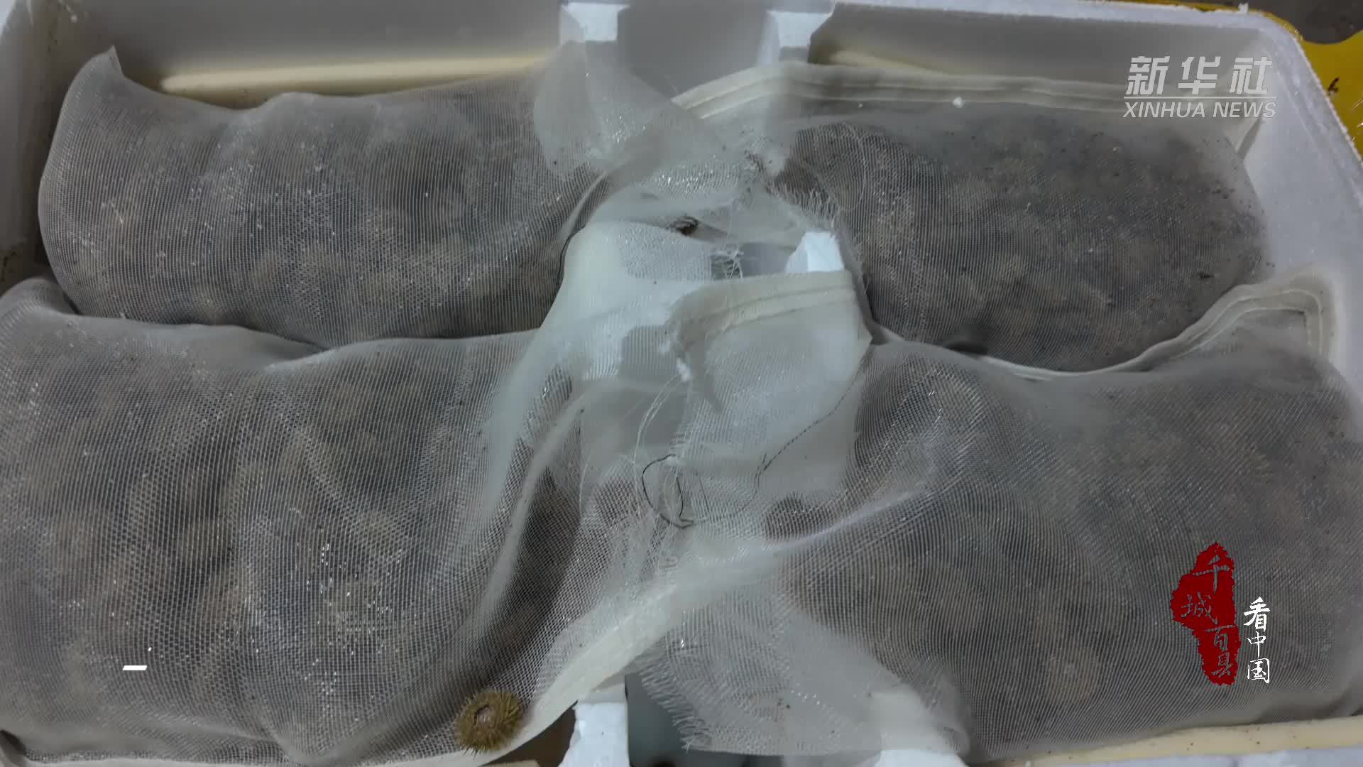 千城百县看中国｜福建霞浦：10万粒海胆苗“安家”霞浦