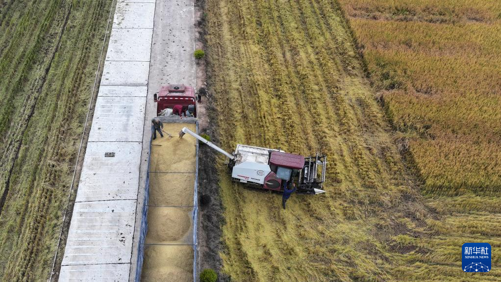 10月29日，在大通湖区河坝镇王家湖村，农机手驾驶收割机将稻谷装车（无人机照片）。新华社记者 陈振海 摄