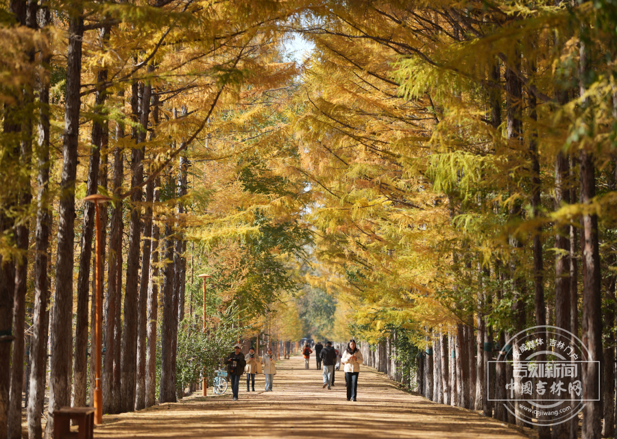 长春百木园“黄金大道”已换上“金色盛装”