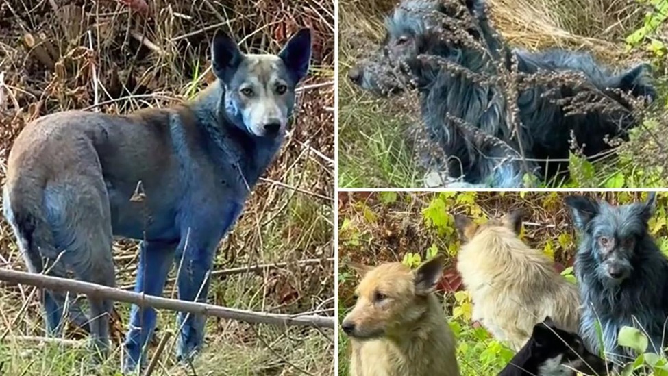 切尔诺贝利核电站附近出现多只蓝色的狗，为核事故后被遗弃宠物的后代