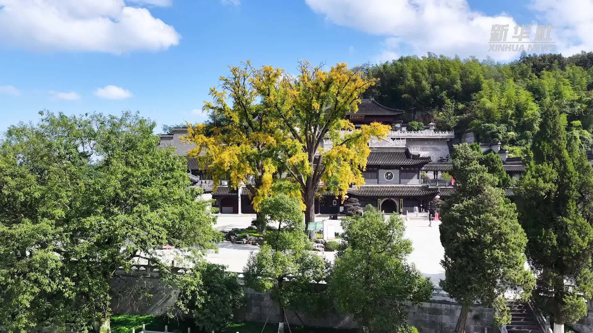 江苏句容宝华山：古树叶黄秋意浓