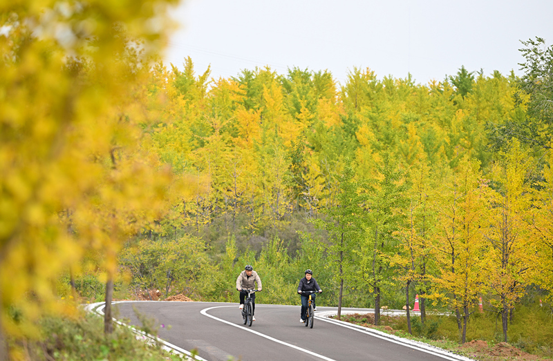 10月21日，游客在沙河市栾卸村的银杏风景区骑行赏景。
