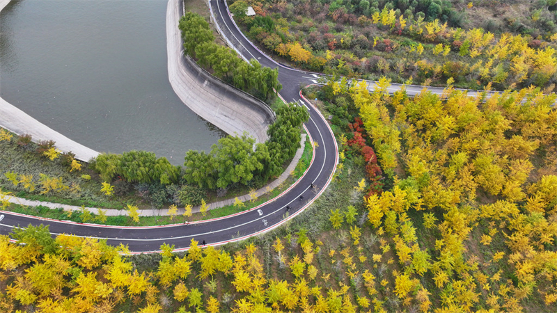 10月21日，游客在沙河市栾卸村的银杏风景区骑行赏景。