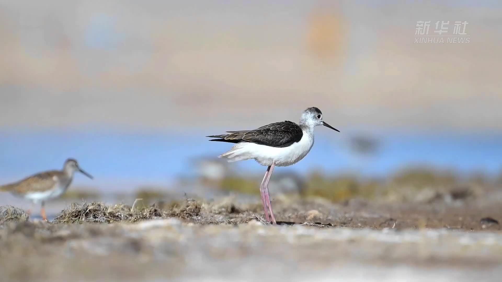 千城胜景｜青海茫崖：候鸟翩跹 共绘生态诗篇
