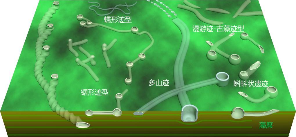 石板滩生物群的遗迹化石复原图。（中国科学院南京地质古生物研究所供图）