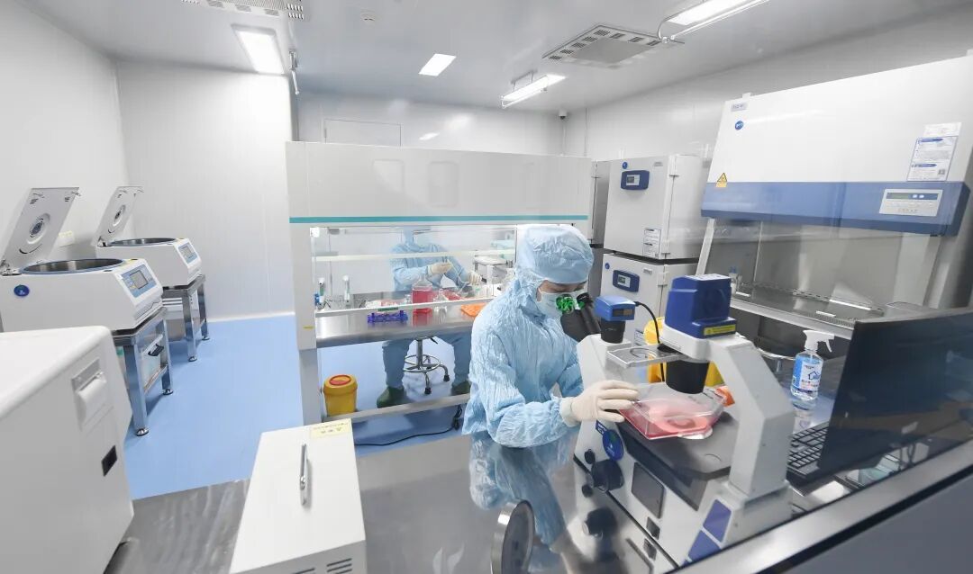 欧创柯亿细胞制备中心的洁净区内,技术人员正在认真观察细胞培养生长状态。记者白永民摄