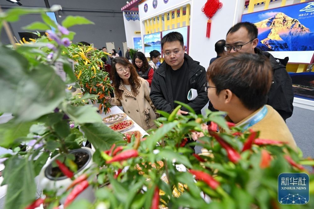 參觀者在楊凌農高會上了解盆栽蔬菜。新華社記者 李一博 攝