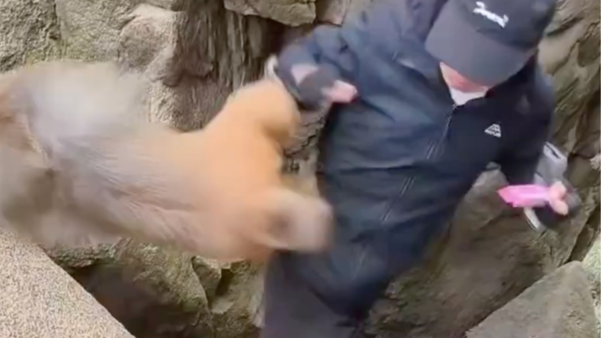 驴友爬青岛崂山投喂野猴被飞踹，差点就被踹下山坡：猴子撕不开糖纸生气了