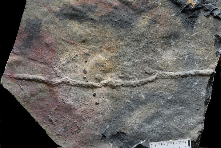 此次研究发现的新遗迹种“旋脊锯形迹”。（中国科学院南京地质古生物研究所供图）