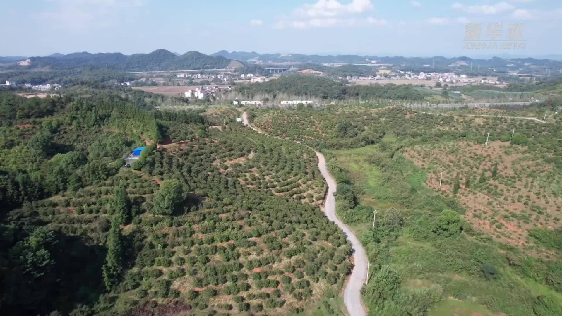 江西宜春：油茶喜迎丰收季