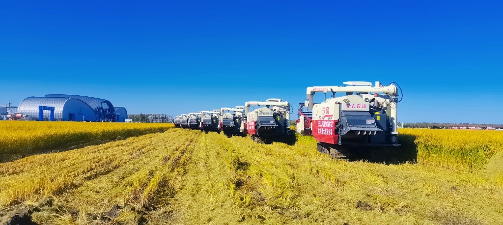 七星农场无人农机收获水稻 刘建国/摄