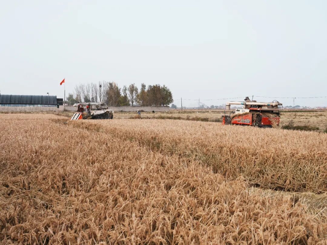 图为收割机排队收割水稻