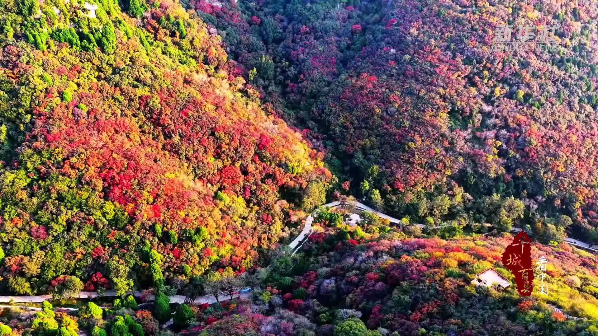 千城百县看中国｜山东潍坊：红叶漫山秋意浓