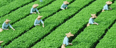 上市！“高端中国茶第一股”，来自深圳罗湖！