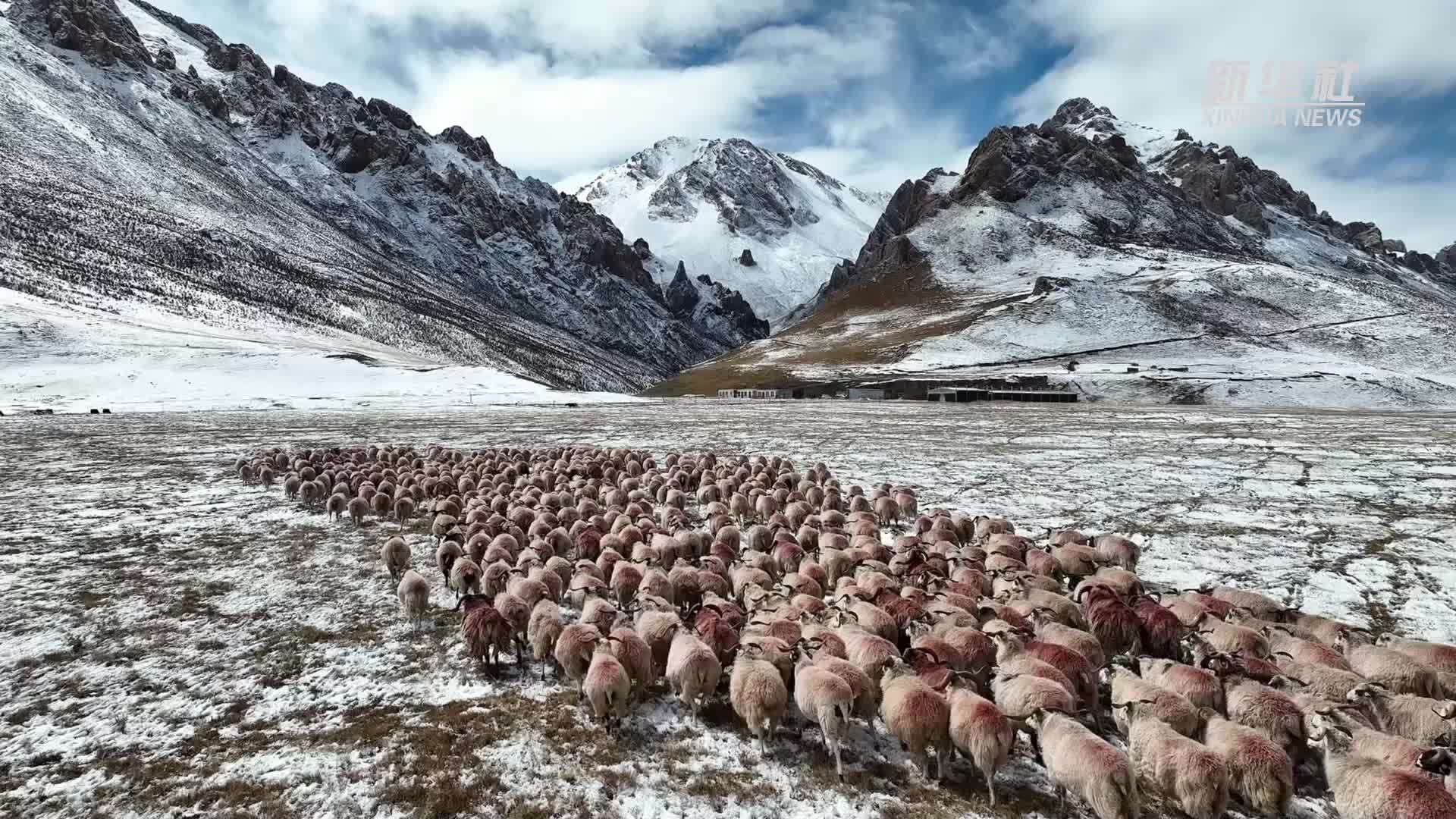 新时代中国调研行之文化中华｜唱响“仲巴玛毛巴角”山歌