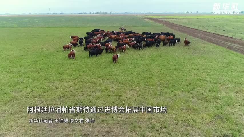 阿根廷拉潘帕省期待通过进博会拓展中国市场
