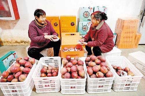 10月28日,武邑县武罗农产品种植专业合作社冷藏库外的分拣区,工人正在将红梨分拣、装箱。 本报记者 焦磊摄