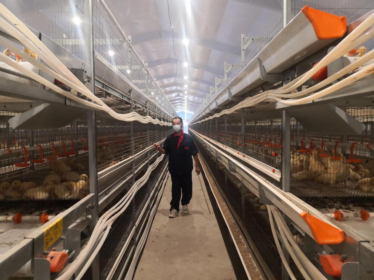 天信农牧高标准智能立体肉鸭棚舍里，鸭子住进了四层“小楼”（受访者供图）