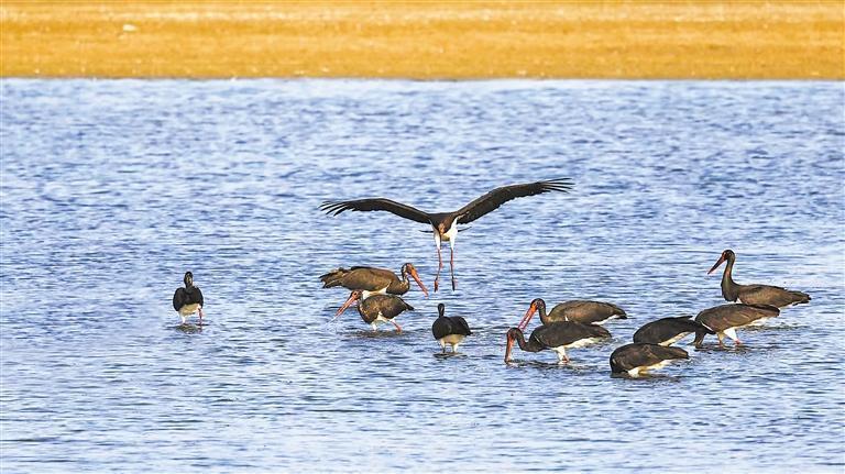 张掖黑河湿地国家级自然保护区内,黑鹳振翅嬉戏。新甘肃·甘肃日报记者 盛学卿