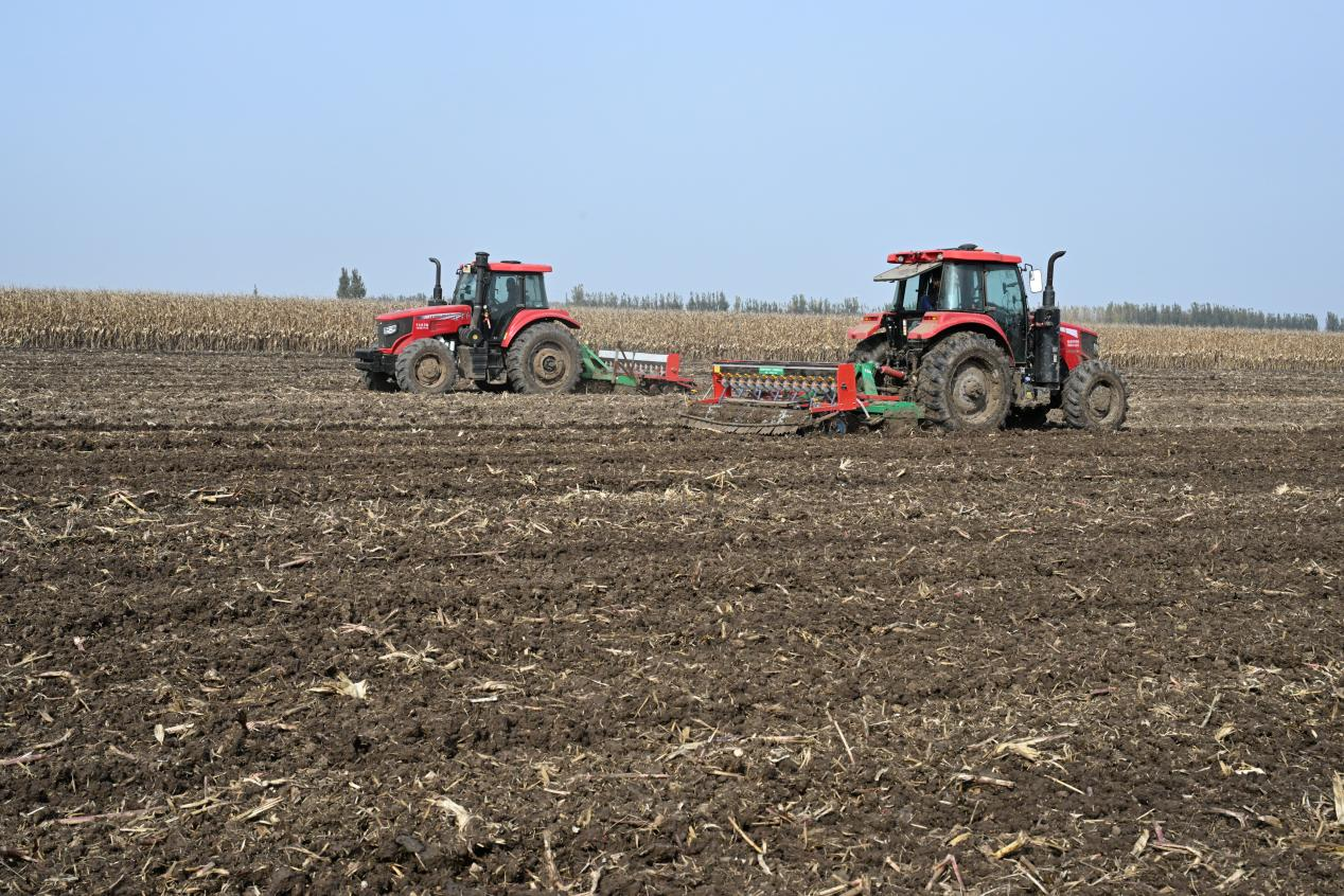 山东即墨:立冬近 农事忙