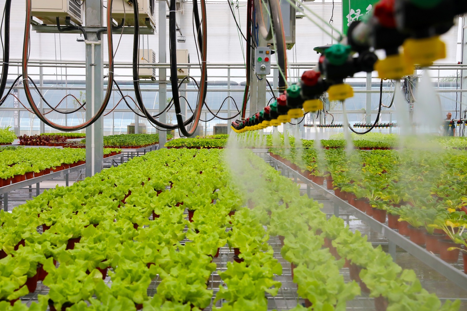 11月4日，冀州现代农业融合创新基地，工人正在采摘长茄。赵佳宁 摄