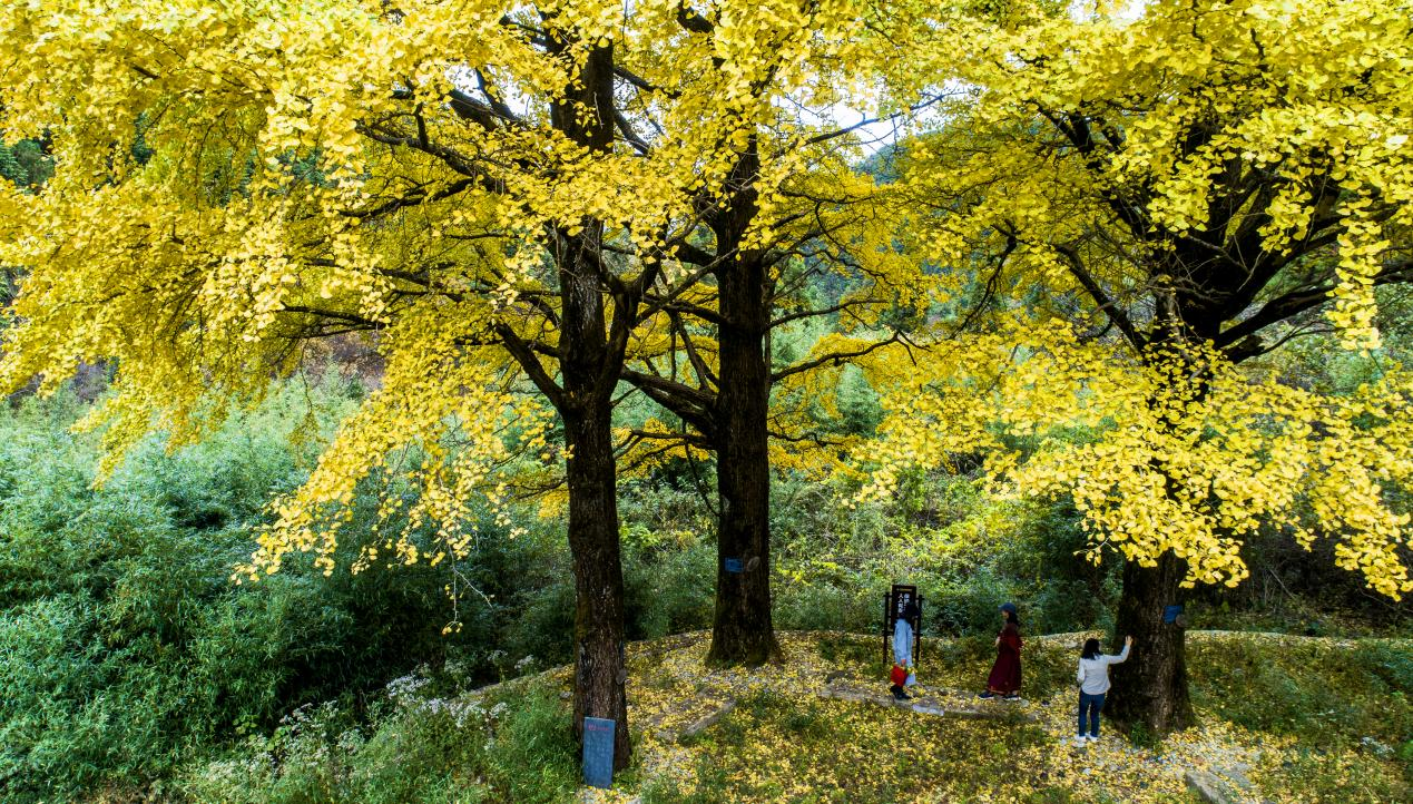 陈龙江|叹花感怀（组诗）