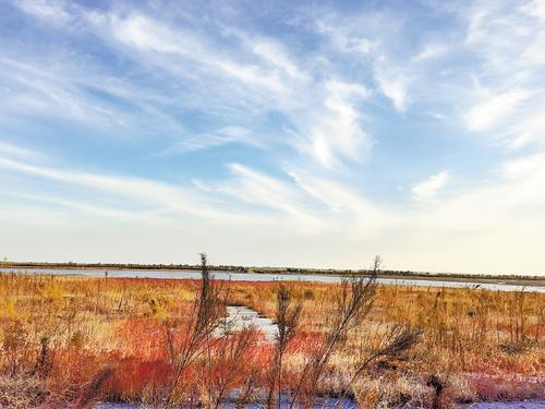 10月20日，七里海潟湖岸边大片大片的盐地碱蓬绽放出火红色彩。 本报记者 李冬云摄