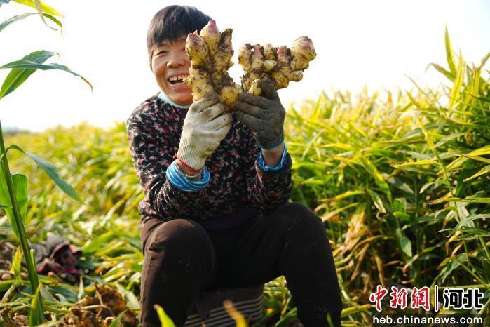 图为河北省隆尧县悦富家庭农场生姜种植基地里，农民正在整理新姜。 郭泽鑫 摄