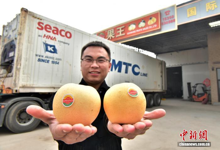 11月6日,中国雪花梨之乡——河北赵县,一家梨果销售企业的工作人员展示准备出口泰国的梨果。中新社记者 翟羽佳 摄