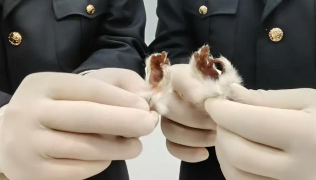 查获蜂猴爪2只(图源：“海关发布”微信公众号)