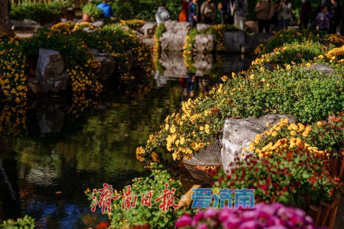 趵突泉金秋菊展盛装绽放，游客市民共赏千菊争艳