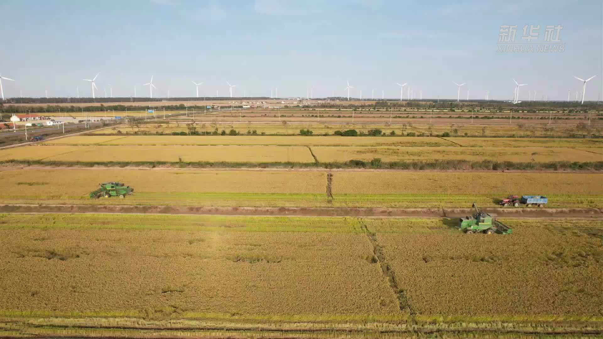 江苏射阳：稻浪翻滚迎丰收 秋收秋种绘“丰”景