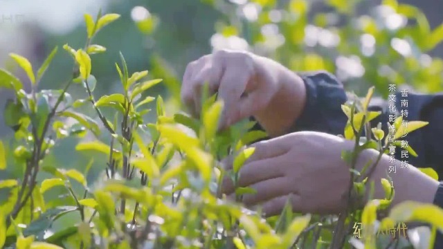 布朗族开门节，为何要用茶叶祭神？