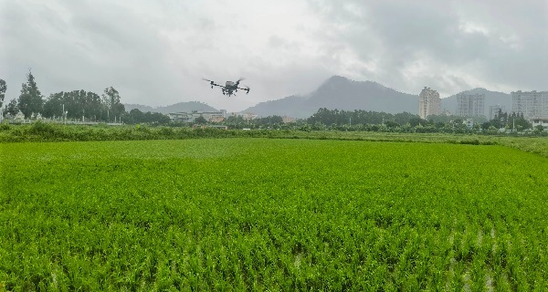 数字赋能结硕果！中山“百千万工程”点亮乡村致富路