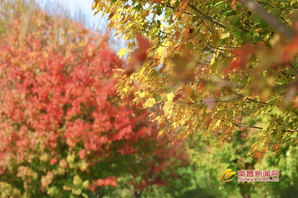 南昌：秋韵 “枫” 景（图）