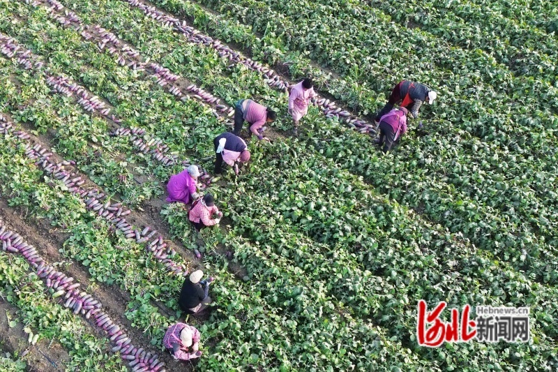 图为10月25日，河北省玉田县陈家铺镇高家铺村，农民正在田间收获萝卜。