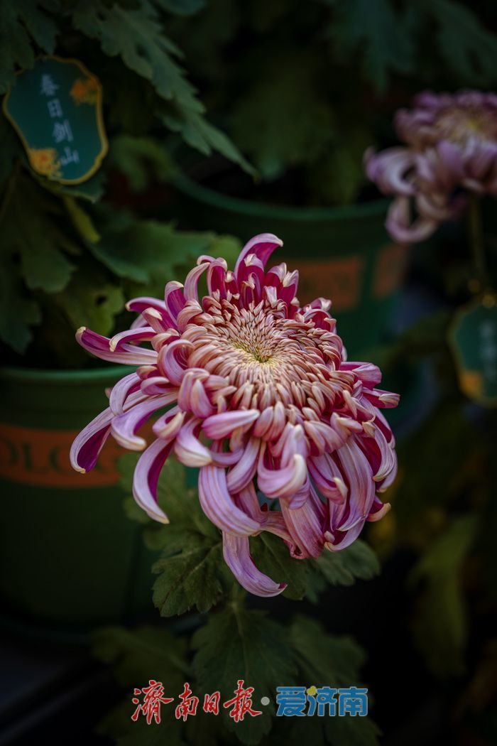 趵突泉金秋菊展盛装绽放，游客市民共赏千菊争艳