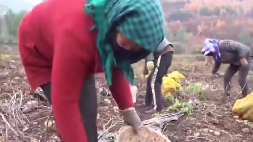 央视聚焦甘肃平凉：秋收正当时　小土豆撑起大产业