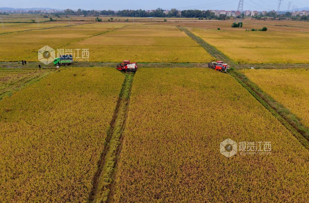 2025年11月2日,在江西景德镇市乐平市接渡镇南畈村委会小岗咀村广袤的田畈上,乐平市程秀青水稻种植家庭农场正用收割机收割丰收的晚稻。