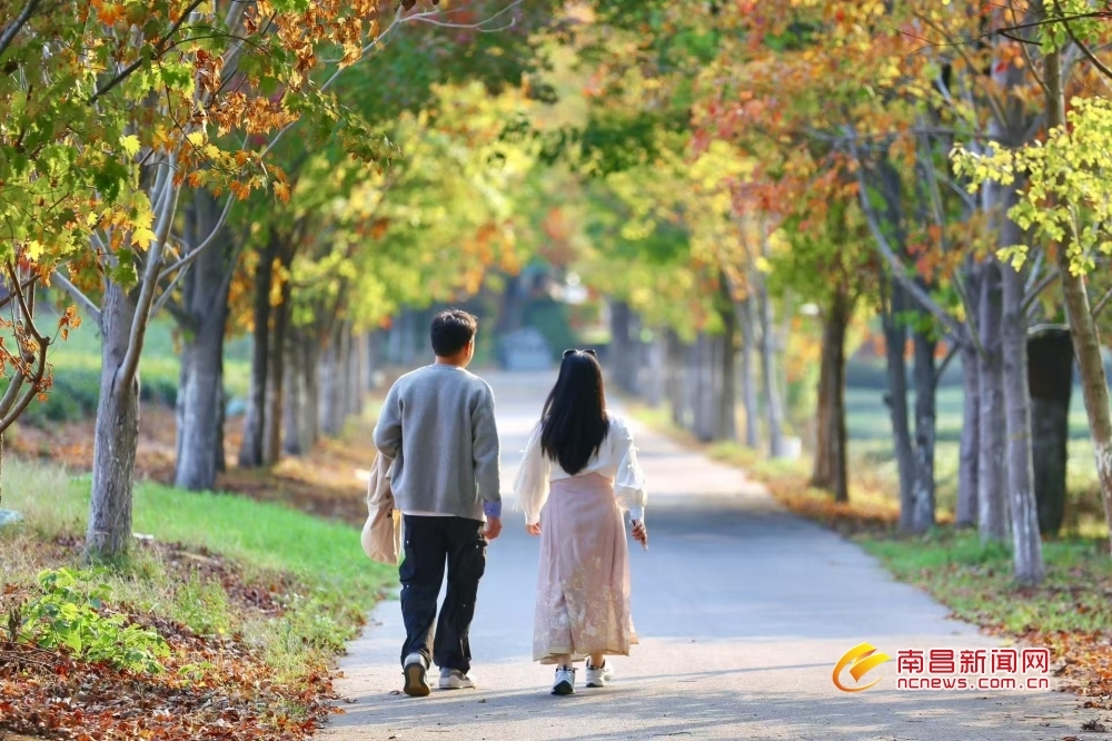 南昌：秋韵 “枫” 景（图）